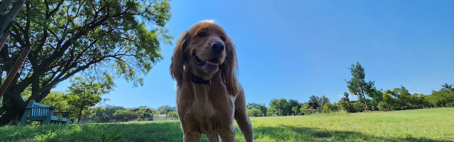 Kingfisher Park Happy Spaniel